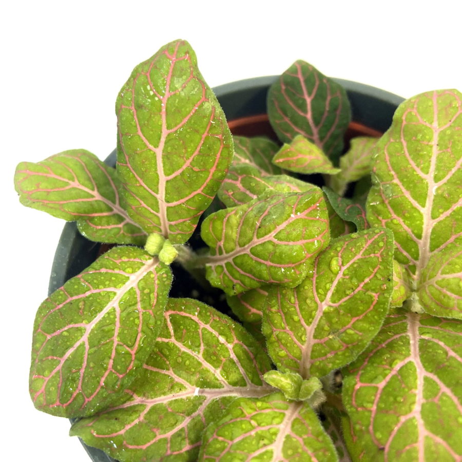 Fittonia "Pink Lime" [Vaso 8,5cm]