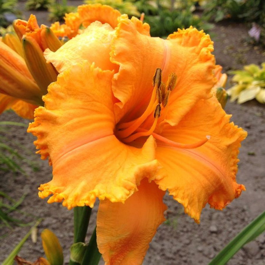 Hemerocallis "Orange Nassau" [Vaso 11cm]