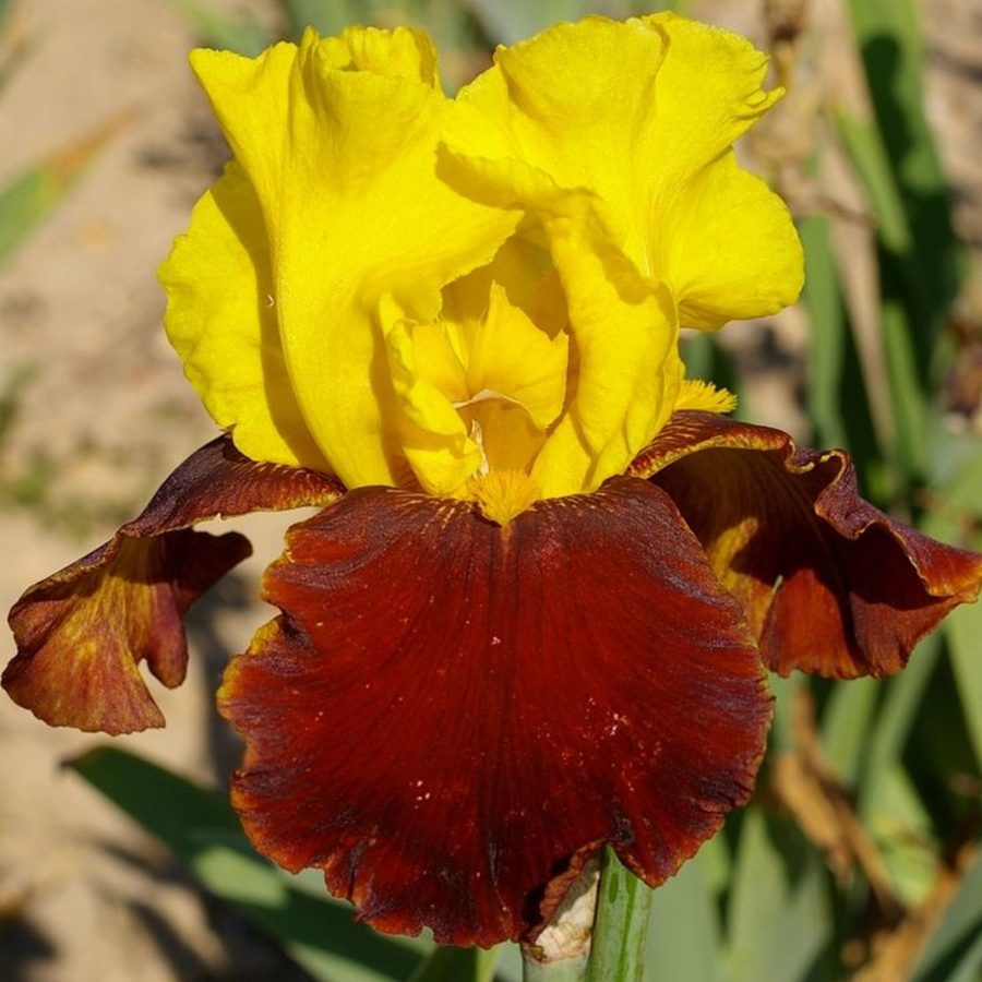 Iris barbata "Andalou" (Giaggiolo) [Vaso 18cm]