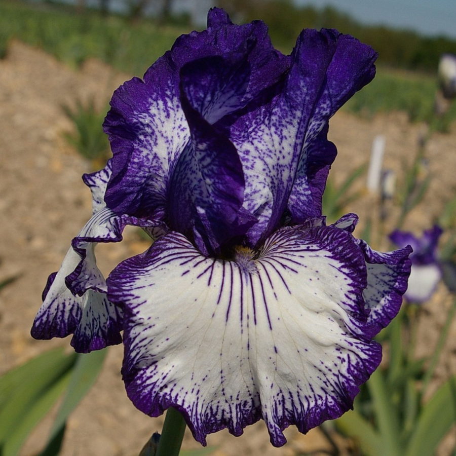 Iris barbata "Art Deco" (Giaggiolo) [Vaso 18cm]