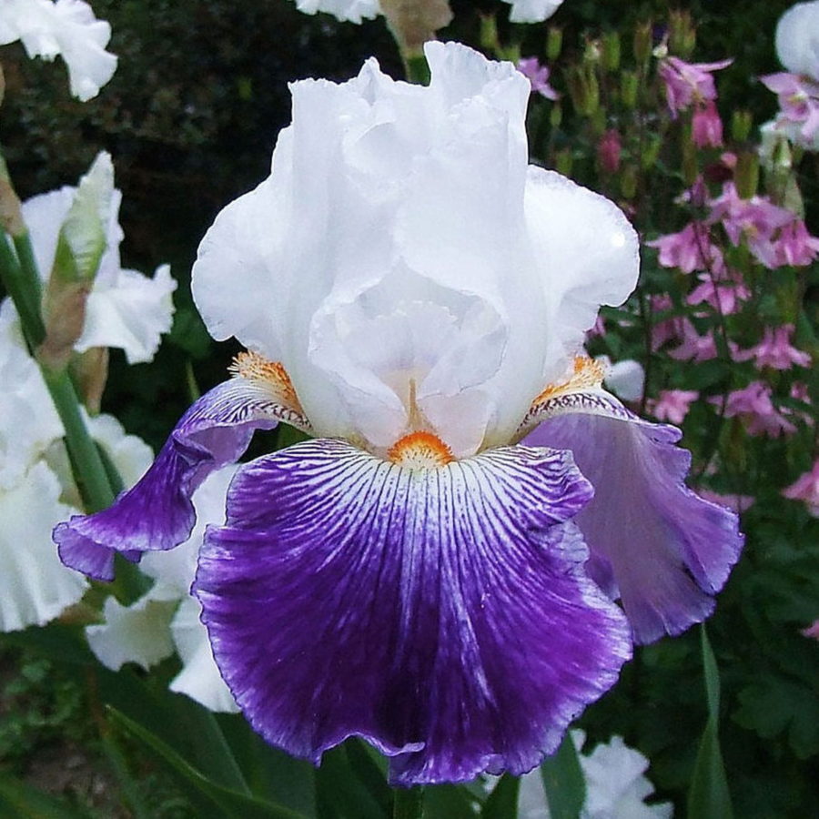 Iris barbata "Bal Masque" (Giaggiolo) [Vaso 18cm]