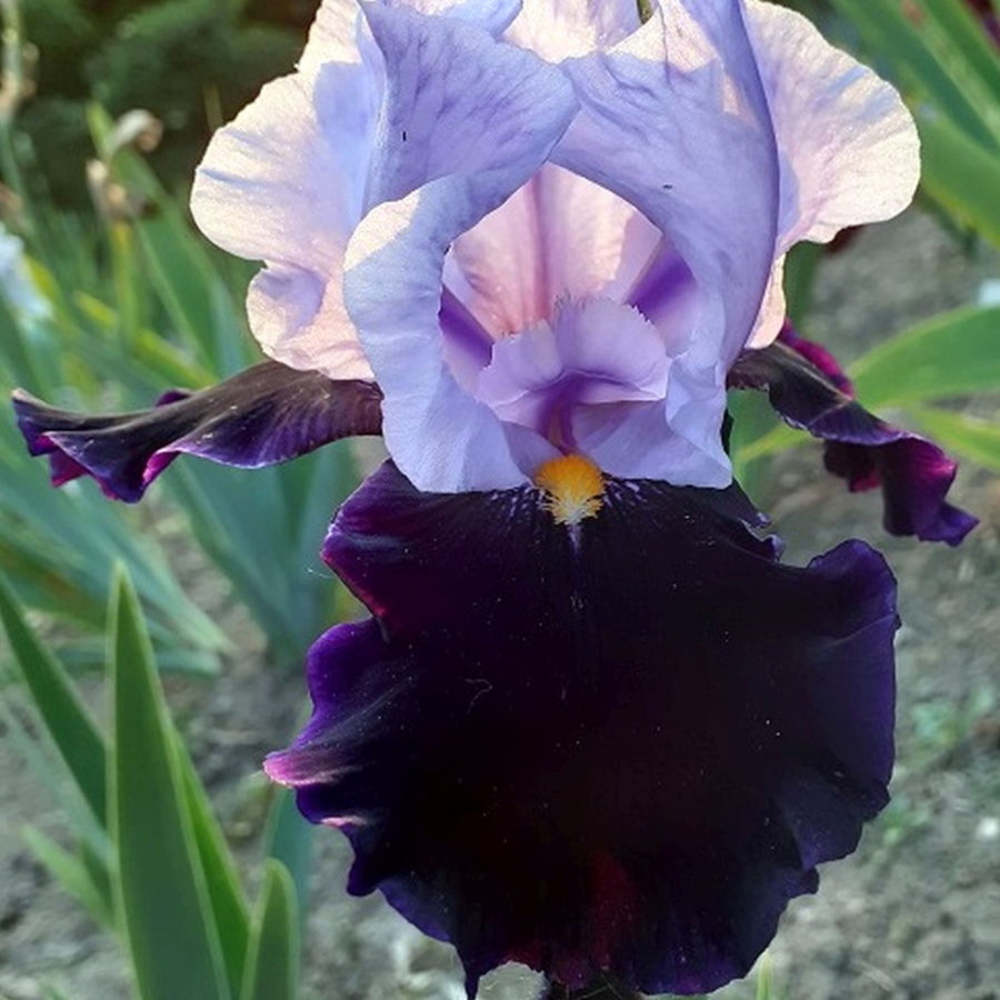 Iris barbata "Black Andromeda" (Giaggiolo) [Vaso 18cm]