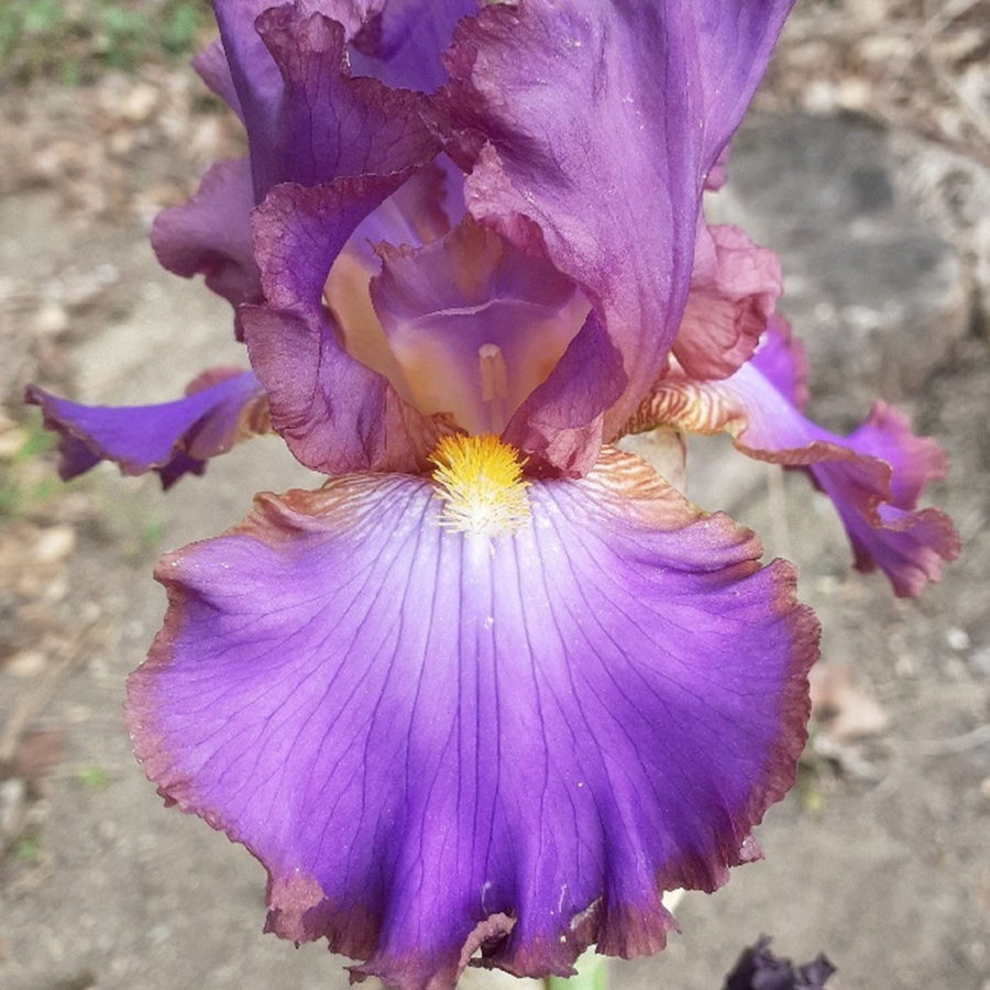 Iris barbata "Bonet" (Giaggiolo) [Vaso 18cm]