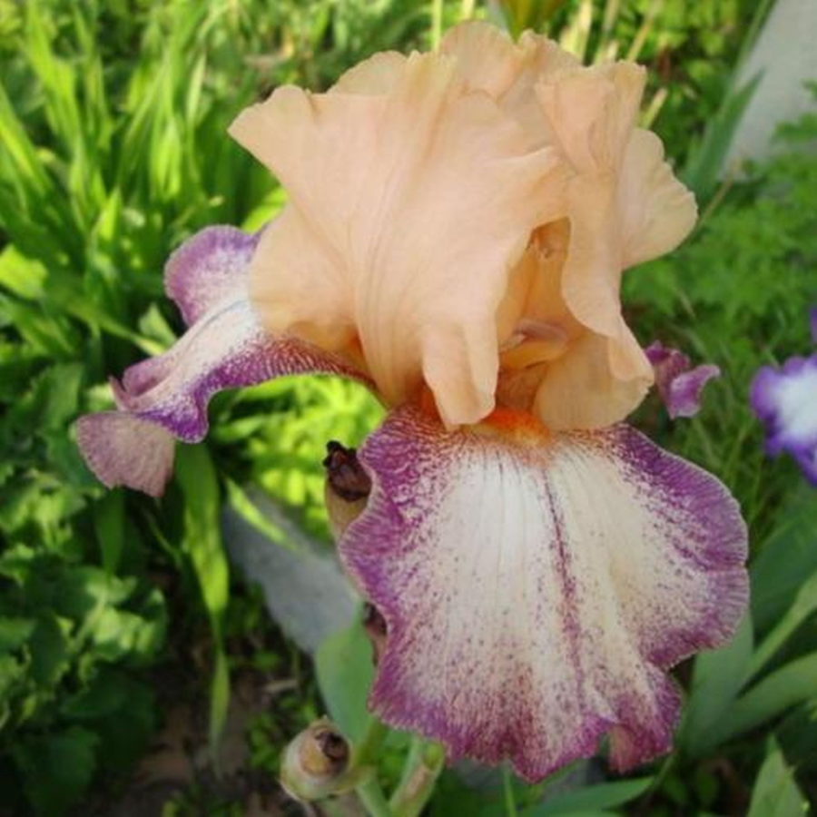 Iris barbata "Capricious" (Giaggiolo) [Vaso 18cm]