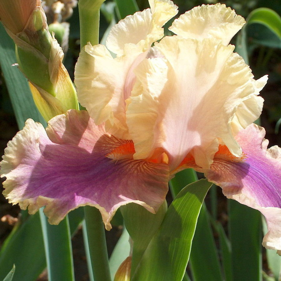 Iris barbata "Colette Thurillet" (Giaggiolo) [Vaso 18cm]