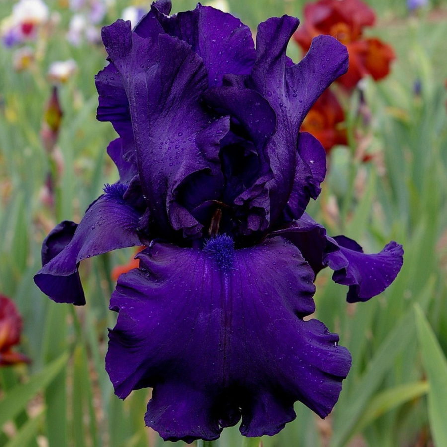 Iris barbata "Dusky Challenger" (Giaggiolo) [Vaso 18cm]