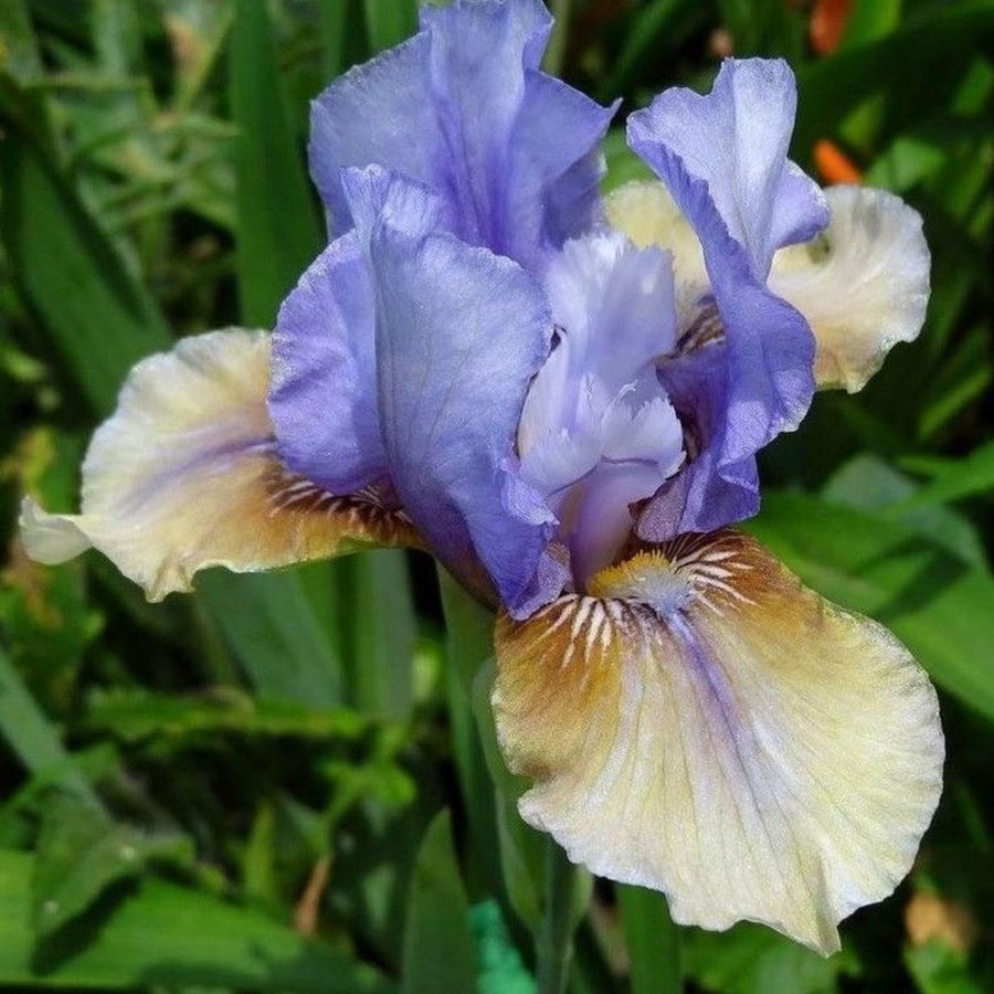 Iris barbata "Fast Forward" (Giaggiolo) [Vaso 18cm]
