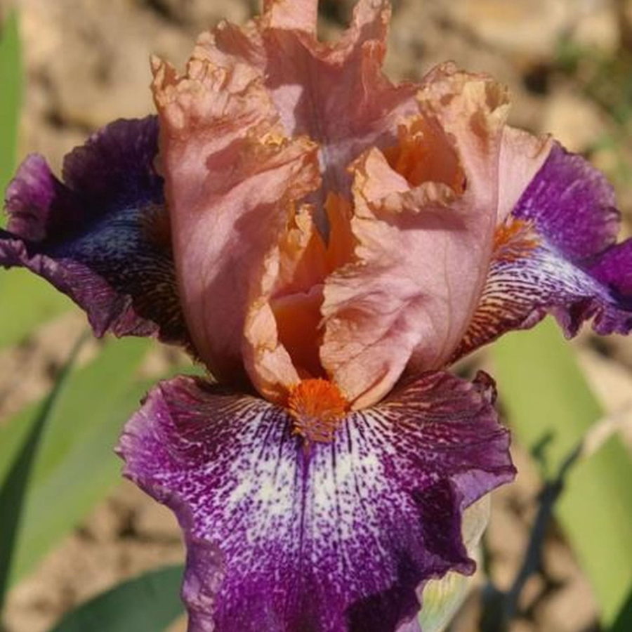 Iris barbata "Flying Circus" (Giaggiolo) [Vaso 18cm]