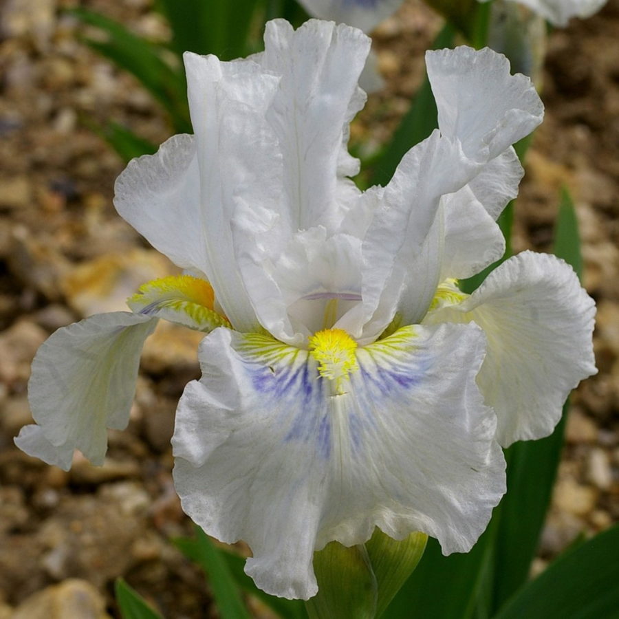 Iris barbata "Grindelwald" (Giaggiolo) [Vaso 18cm]