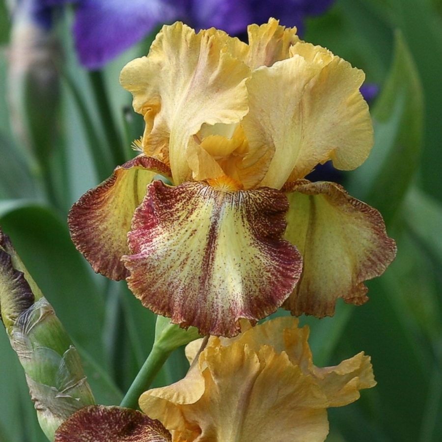 Iris barbata "Happy Carver" (Giaggiolo) [Vaso 18cm]
