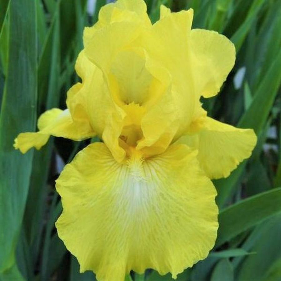 Iris barbata "Harvest of Memories" (Giaggiolo) [Vaso 18cm]
