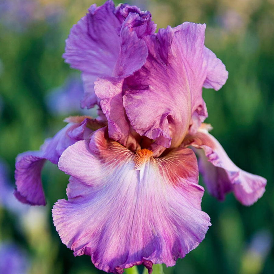 Iris barbata "Jennifer Rebecca" (Giaggiolo) [Vaso 18cm]