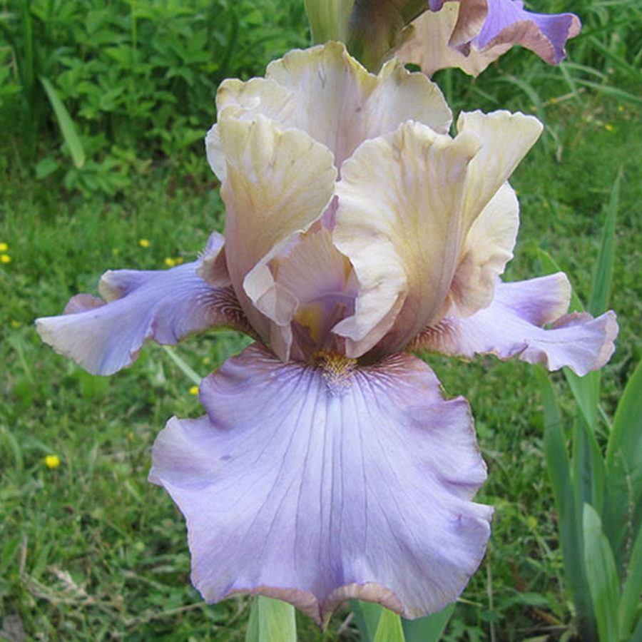 Iris barbata "Lady Juliet" (Giaggiolo) [Vaso 18cm]