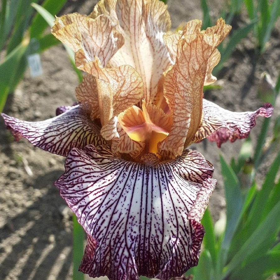 Iris barbata "Tennessee Woman" (Giaggiolo) [Vaso 18cm]