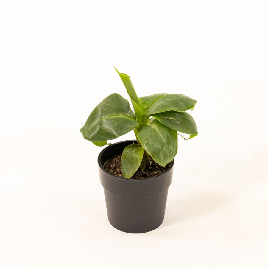 Musa acuminata "Dwarf Cavendish" (Banano Nano) Baby Plant [Vaso 6cm] (spedizione gratuita)