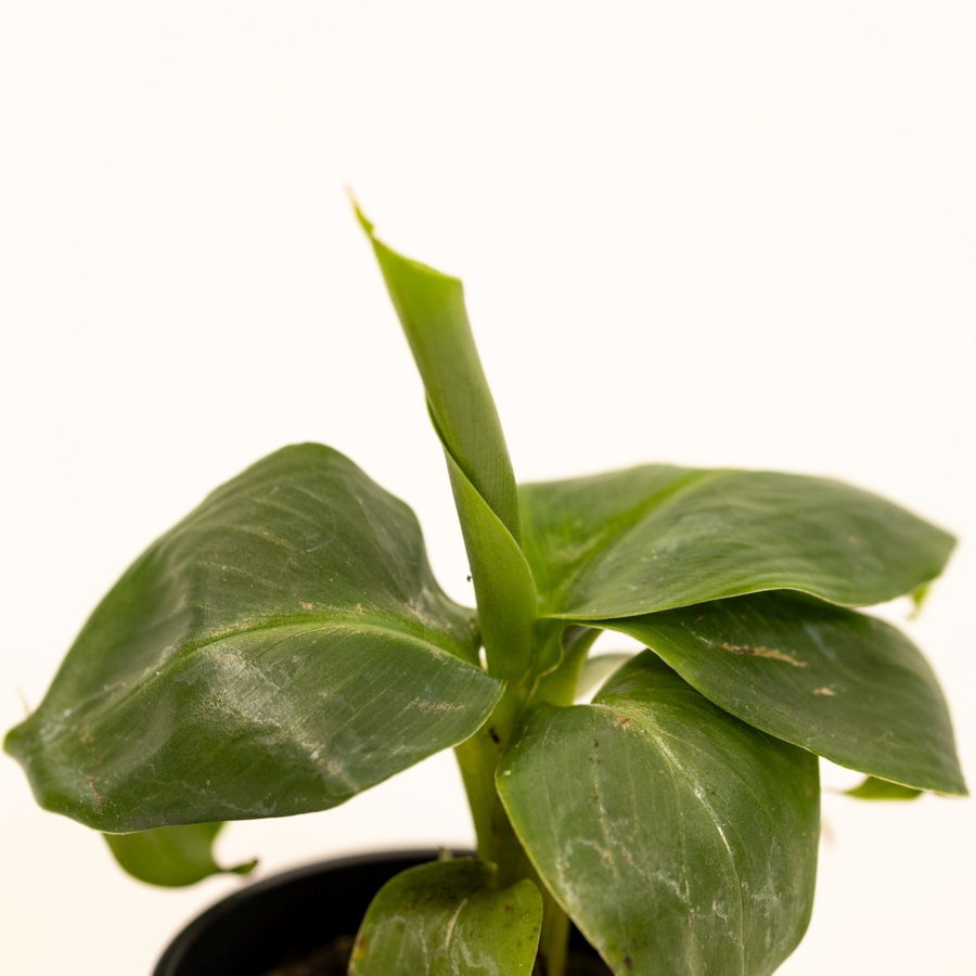Musa acuminata "Dwarf Cavendish" (Banano Nano) Baby Plant [Vaso 6cm] (spedizione gratuita)