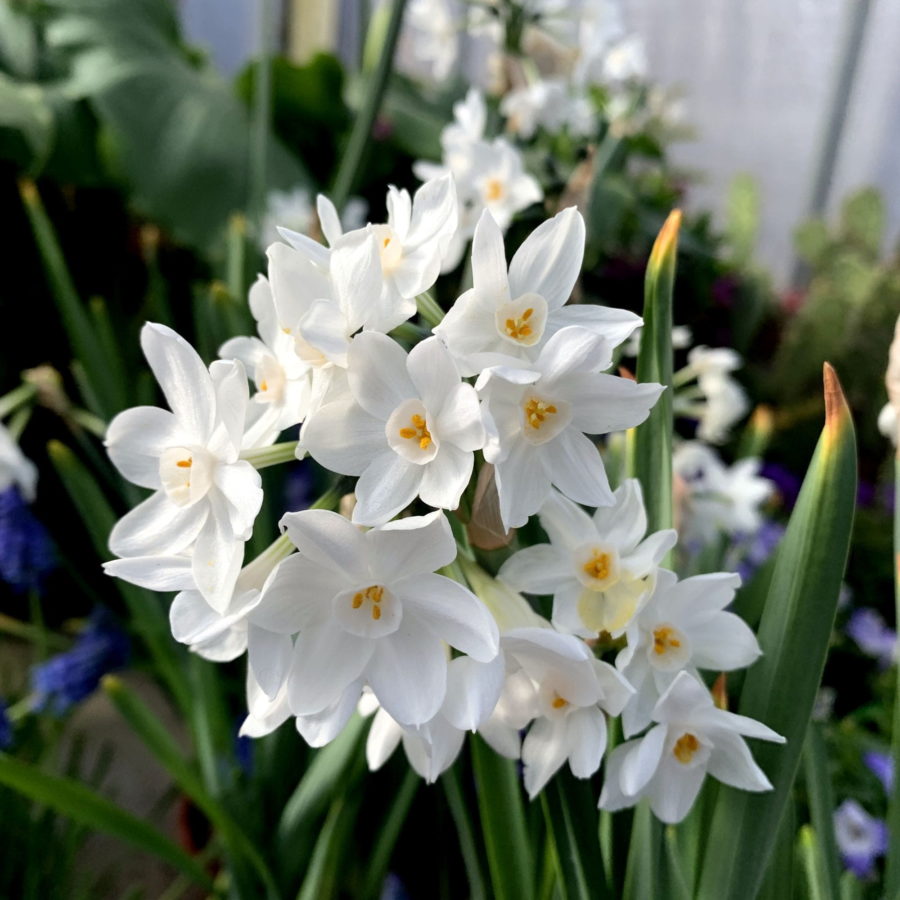 Narcissus "Paperwhite Bowl" [Vaso 16cm]