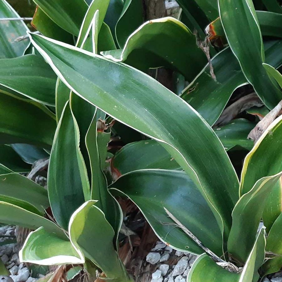 Rohdea japonica "Marginata" [Vaso 18cm]