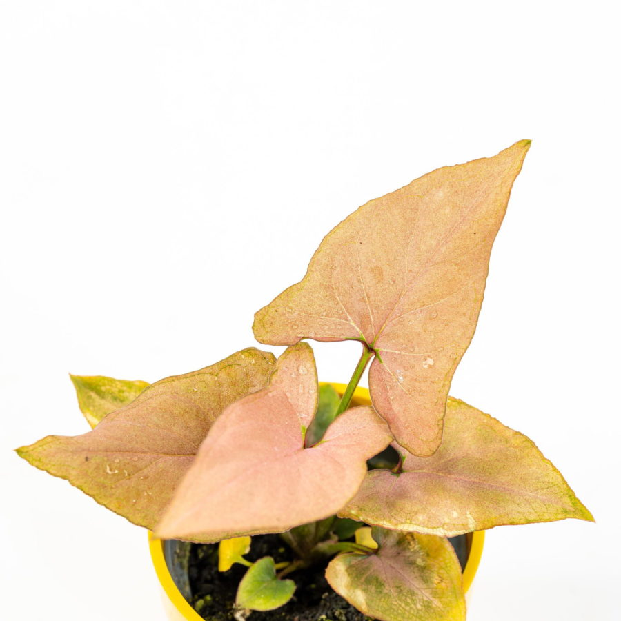 Syngonium "Pink Allusion" Baby Plant [Vaso 6cm] (spedizione gratuita)