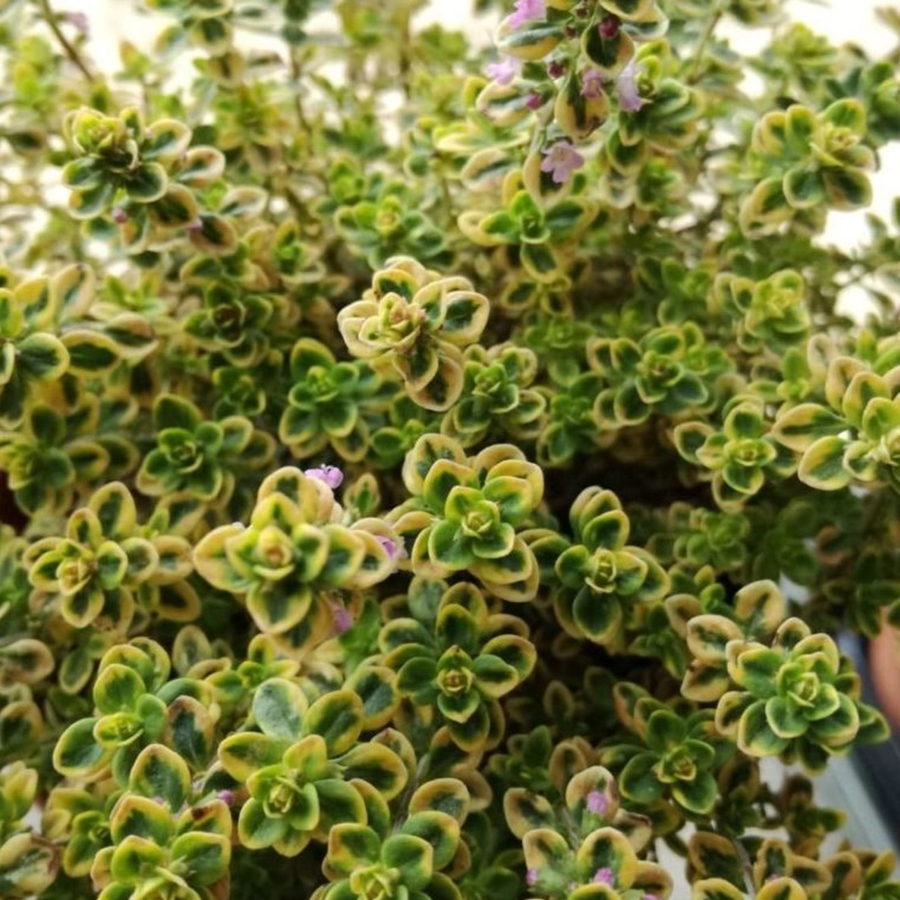 Thymus citriodorus "Variegato" (Timo) [Vaso 14cm]
