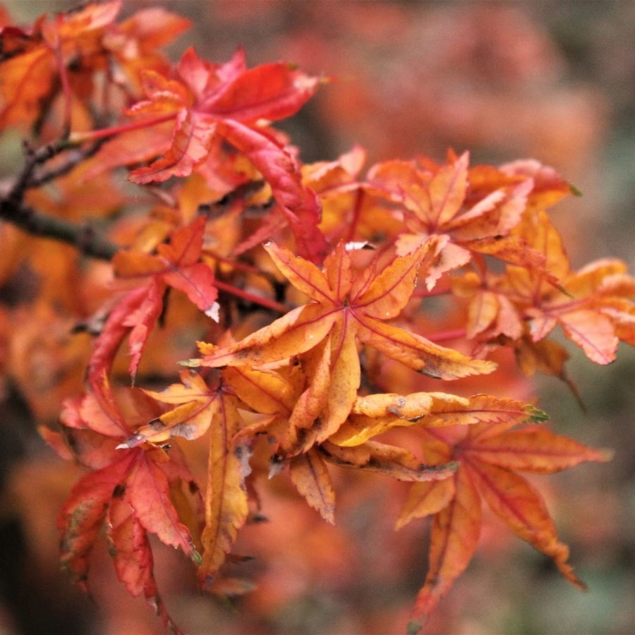Acer palmatum "Shishi-gashira" (Acero) [H. 40-60 cm.]