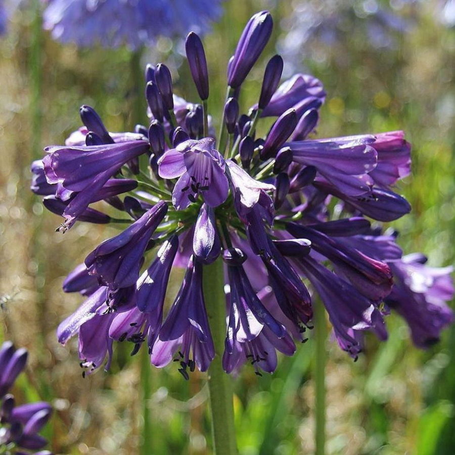 Agapanthus "Purple Delight" (Agapanto) [Vaso 24cm]