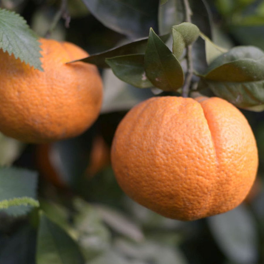 Arancio Newhall (Citrus sinensis) [Vaso 20cm]