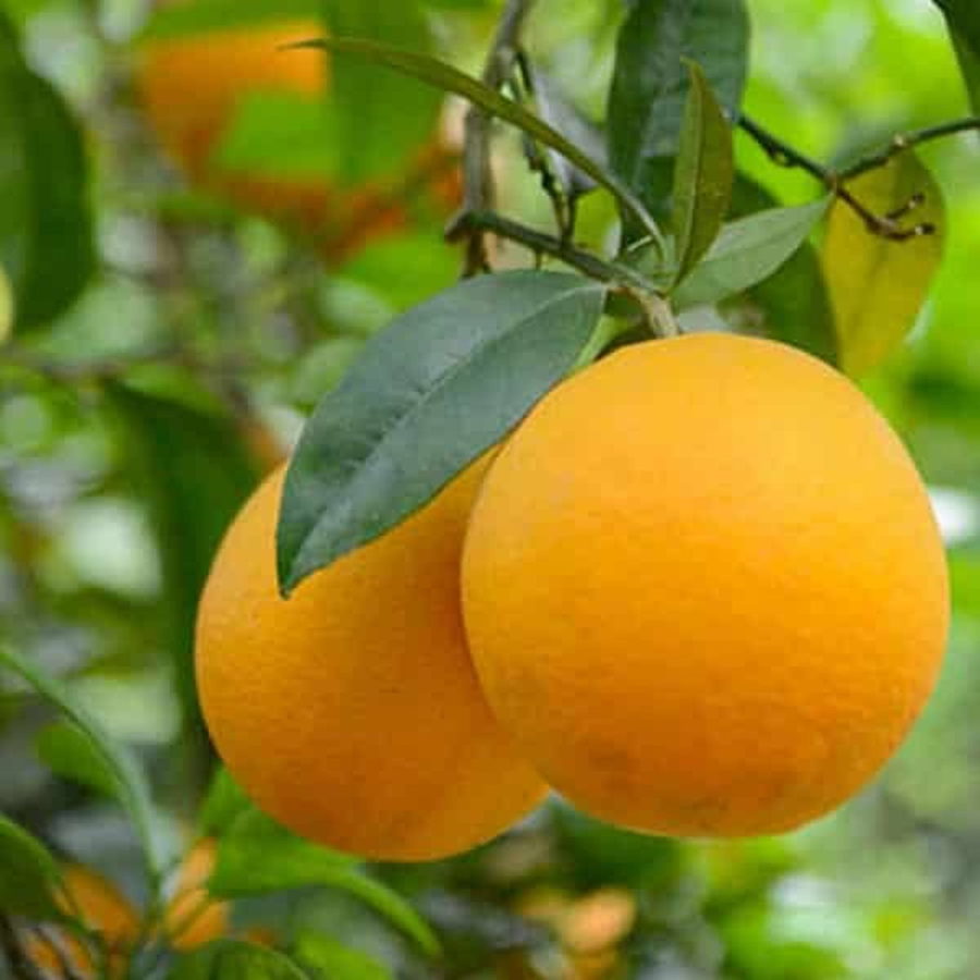 Arancio Valentia (Citrus sinensis) [Vaso 20cm]