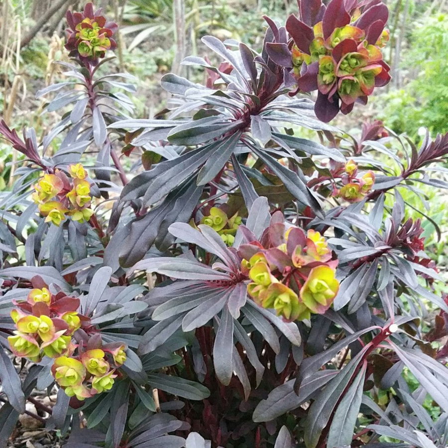 Euphorbia amygdaloides "Purpurea" [Vaso 15cm]
