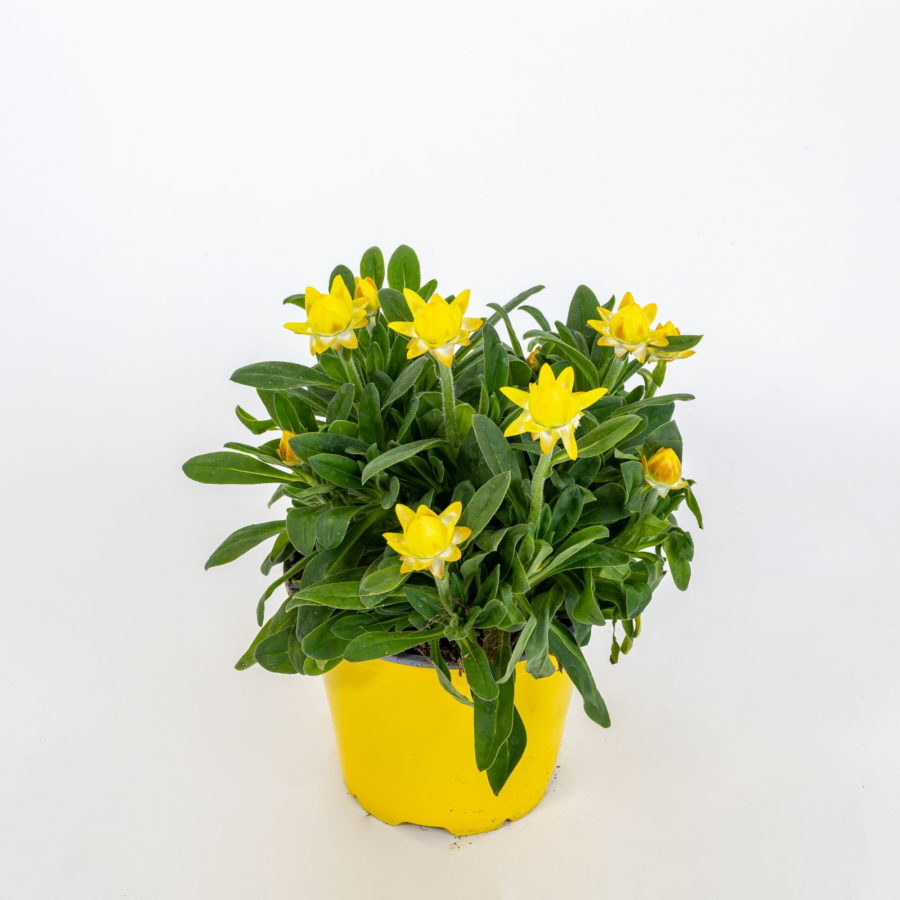 Helichrysum bracteatum (Elicriso) [Vaso 14cm]