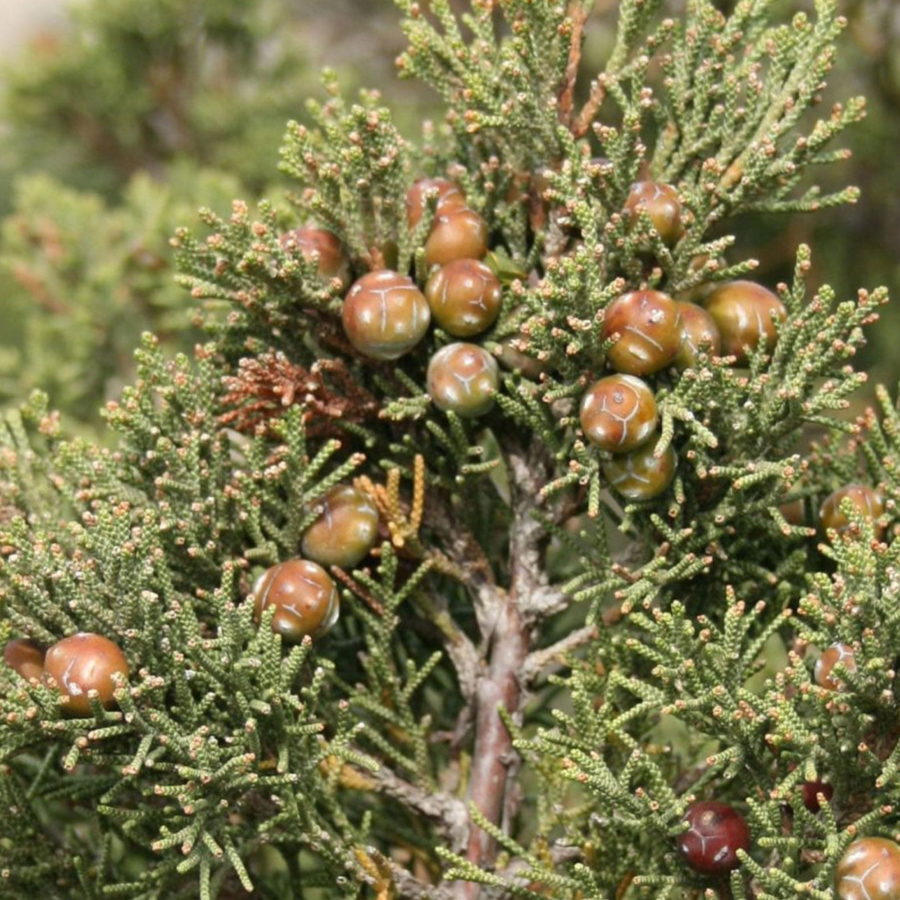 Juniperus phoenicea (Ginepro) [Vaso 15cm]