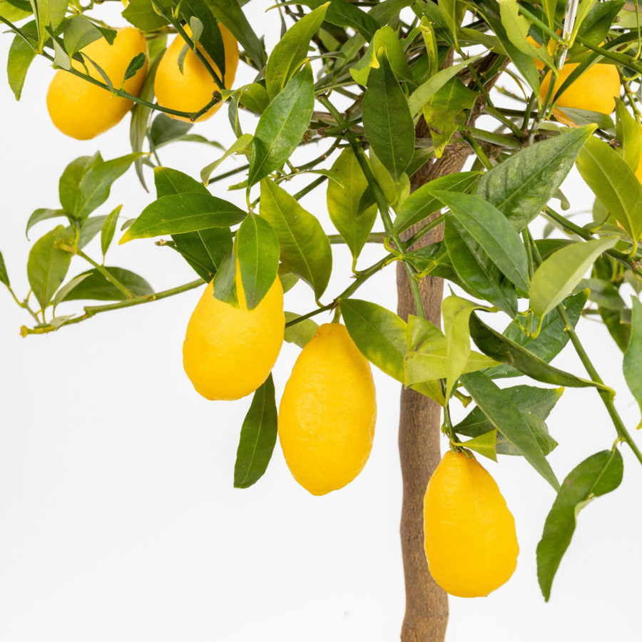 Limequat (Citrus aurantifolia x fortunella) [Vaso 20cm]