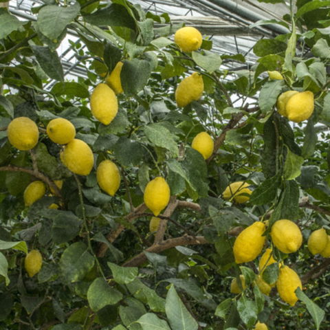 Pianta di Limone Caviale Faustrime (Microc.Austral.Faustrime) in vaso 20-22  cm