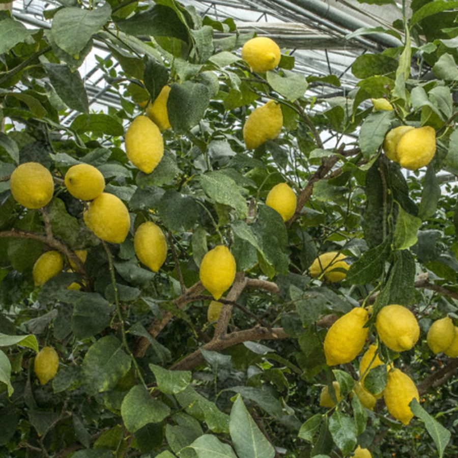 Limone "Cerza" (Citrus limon) [Vaso 20cm]