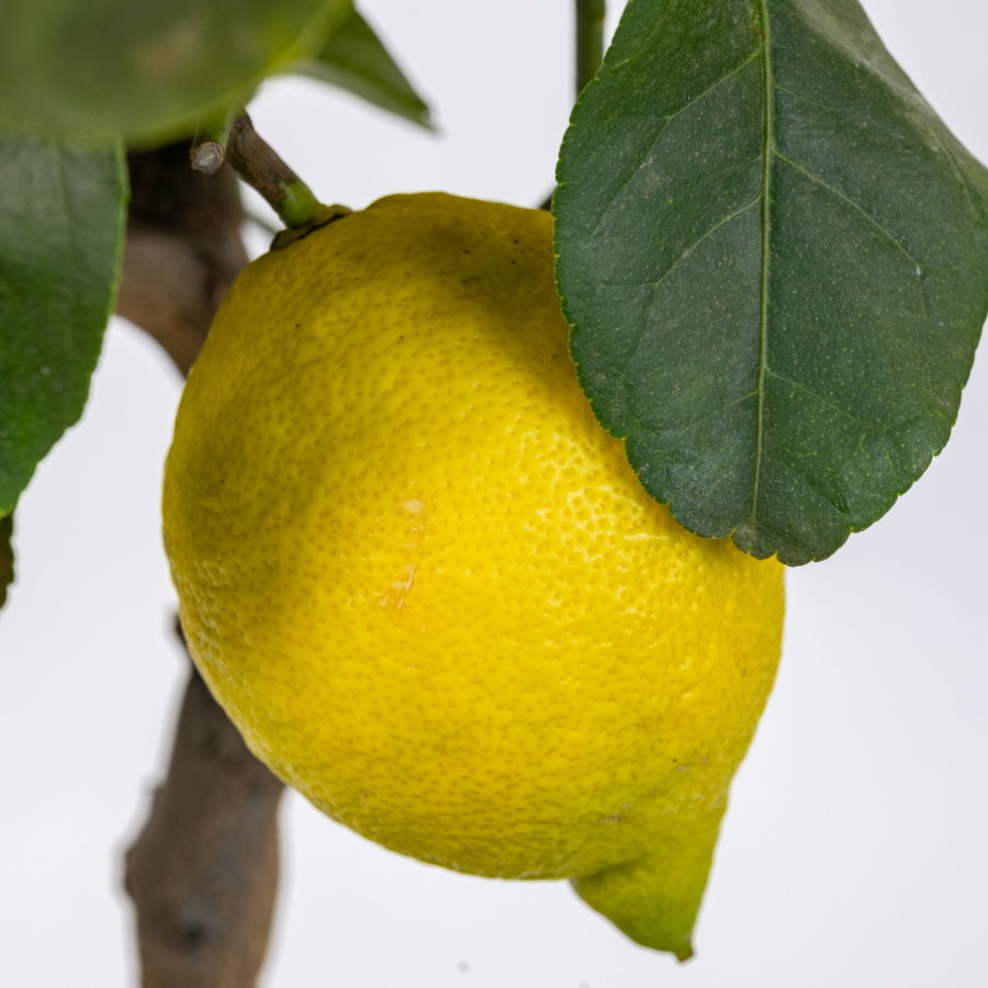 Limone "Femminello Carrubaro" (Citrus limon) [Vaso 20cm]