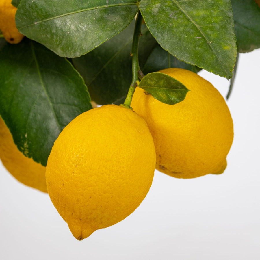Limone "Femminello Siracusano" (Limone di Siracusa IGP, Citrus limon) [Vaso 20cm]