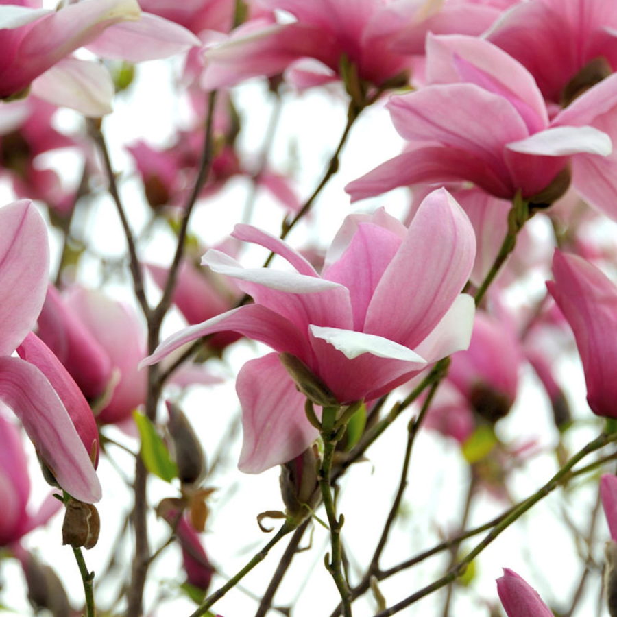 Magnolia denudata "Festirose" [Vaso 24cm]