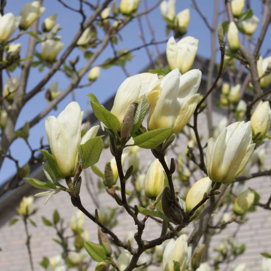 Magnolia denudata "Yellow River" [Vaso 19cm]