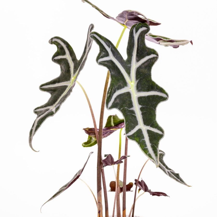 Alocasia sanderiana "Nobilis" [Vaso 14cm] (spedizione gratuita)