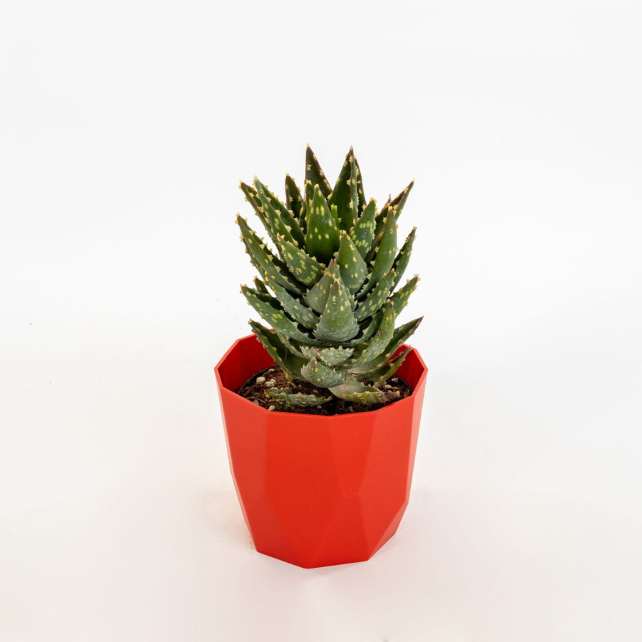 Aloe distans [Vaso 13cm]