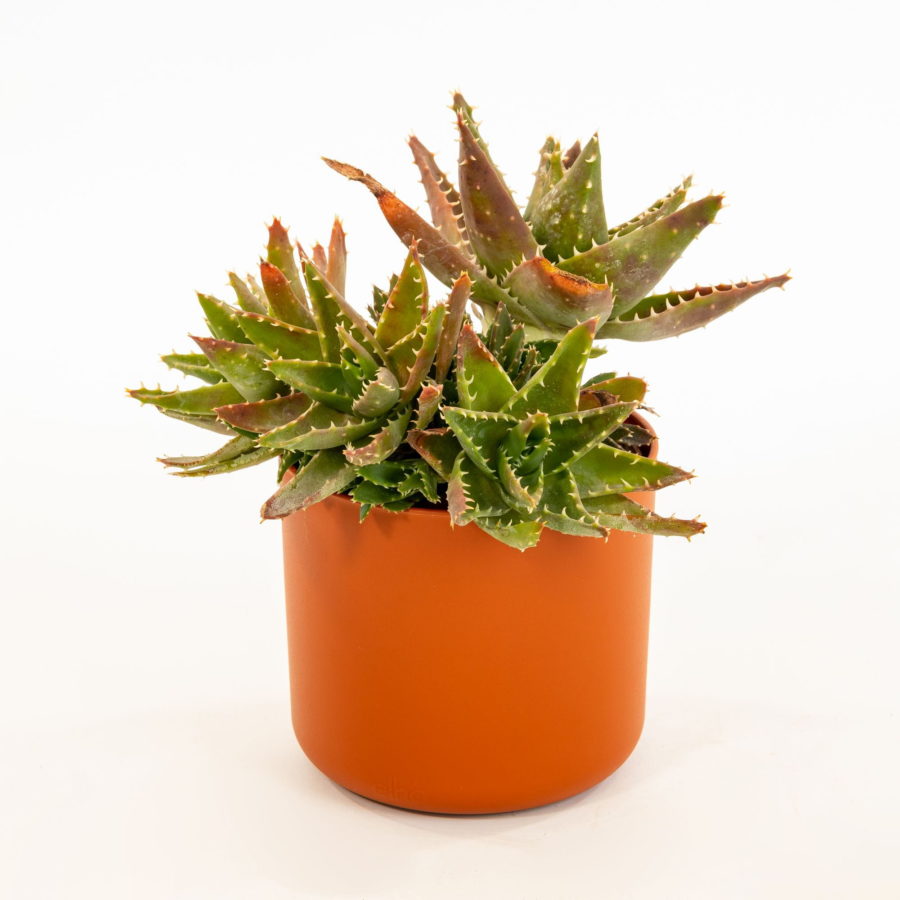 Aloe mitriformis [Vaso 12cm]