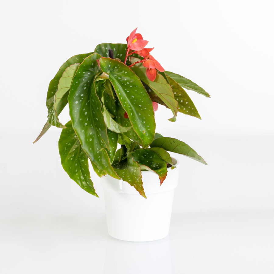 Begonia albopicta [Vaso 6cm]