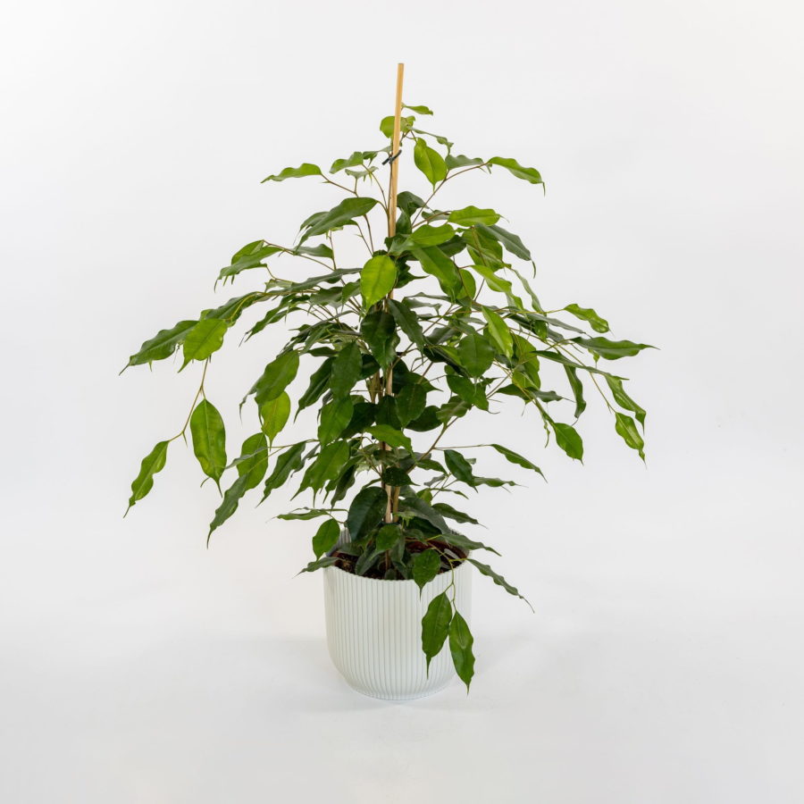 Ficus benjamina "Exotica" [Vaso 17cm | H. 70 cm.] (spedizione gratuita)
