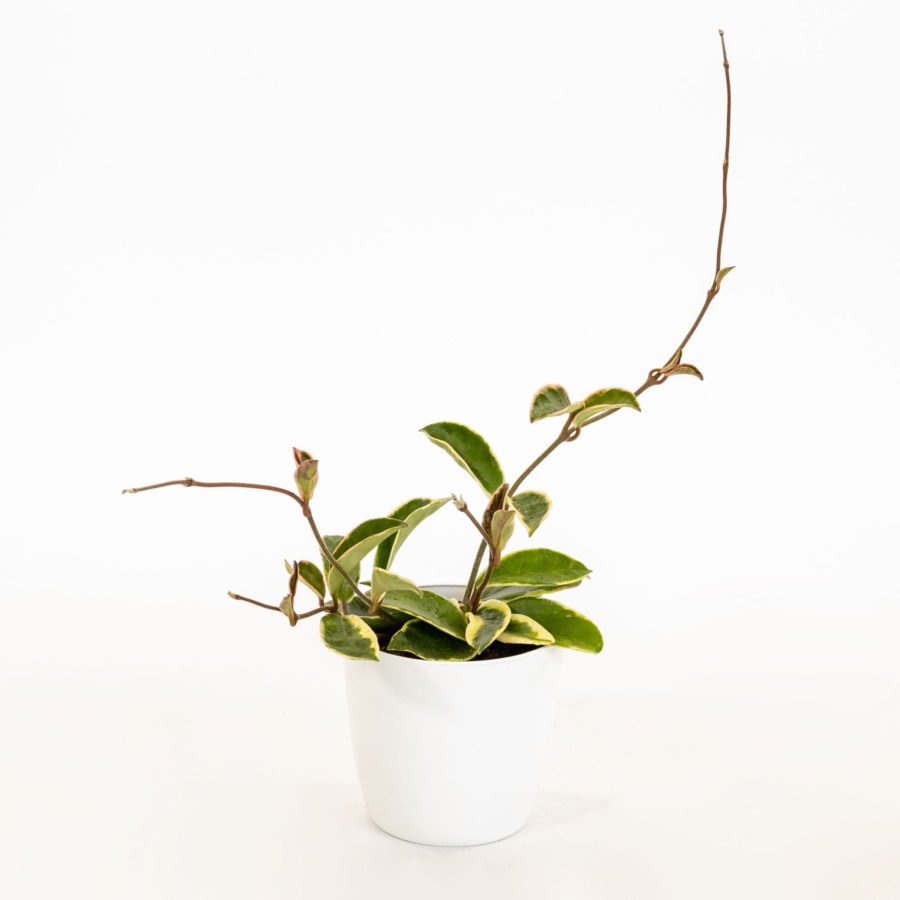 Hoya carnosa "Albomarginata" [Vaso 10,5cm] (spedizione gratuita)