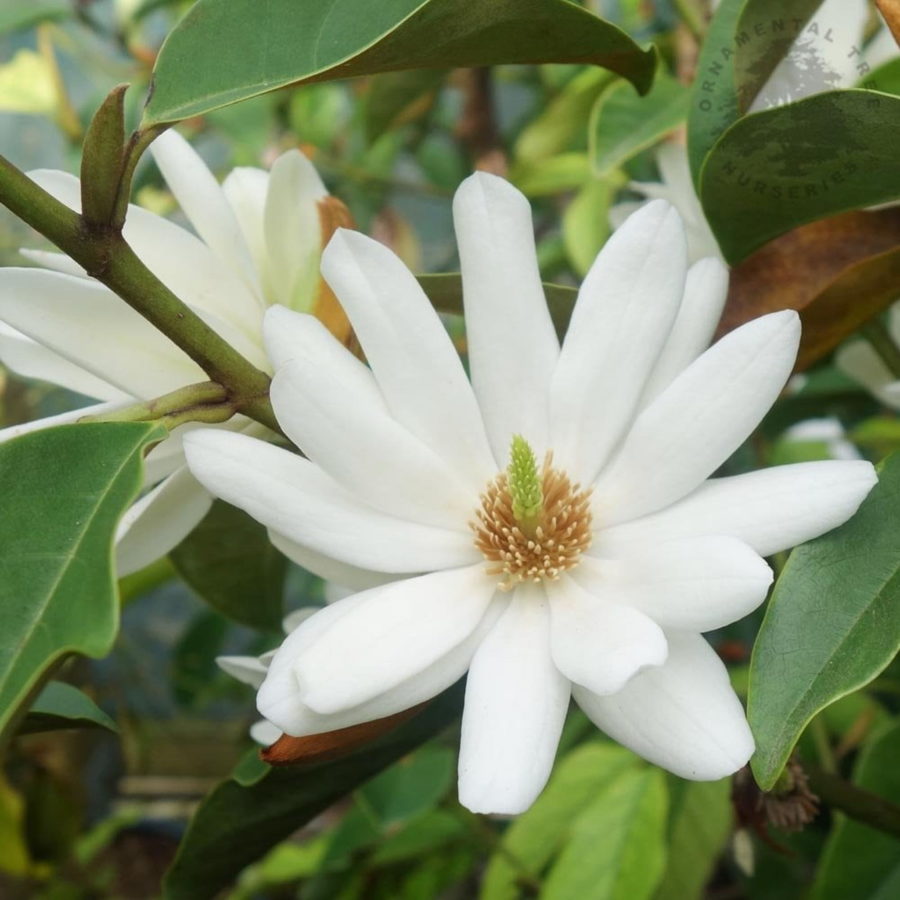 Magnolia "Fairy White" [Vaso 20cm]