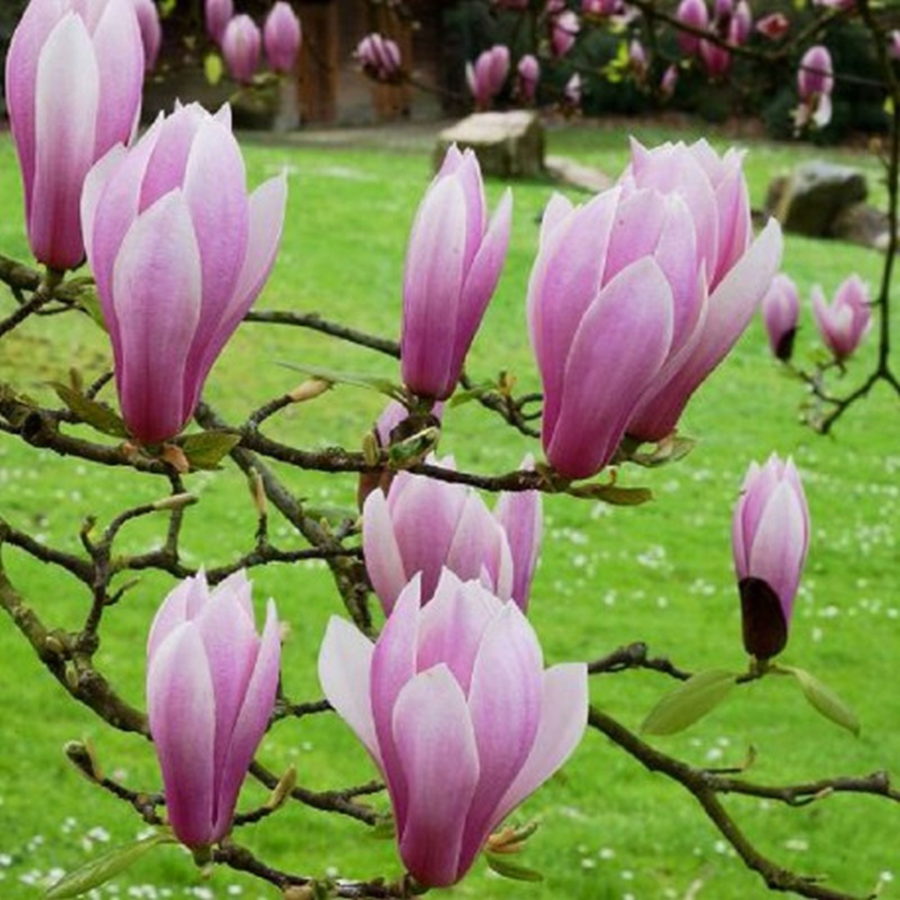 Magnolia x soulangeana "Andre Leroy" [Vaso 24cm]