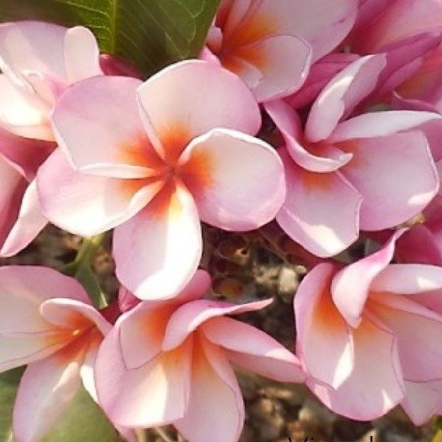Plumeria rubra "Hawaiian Opal Pink" [Vaso 14cm]