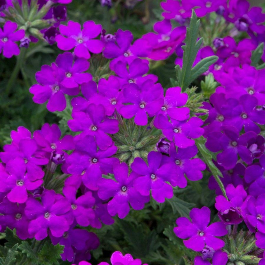 Verbena "Purple" [Vaso 14cm]