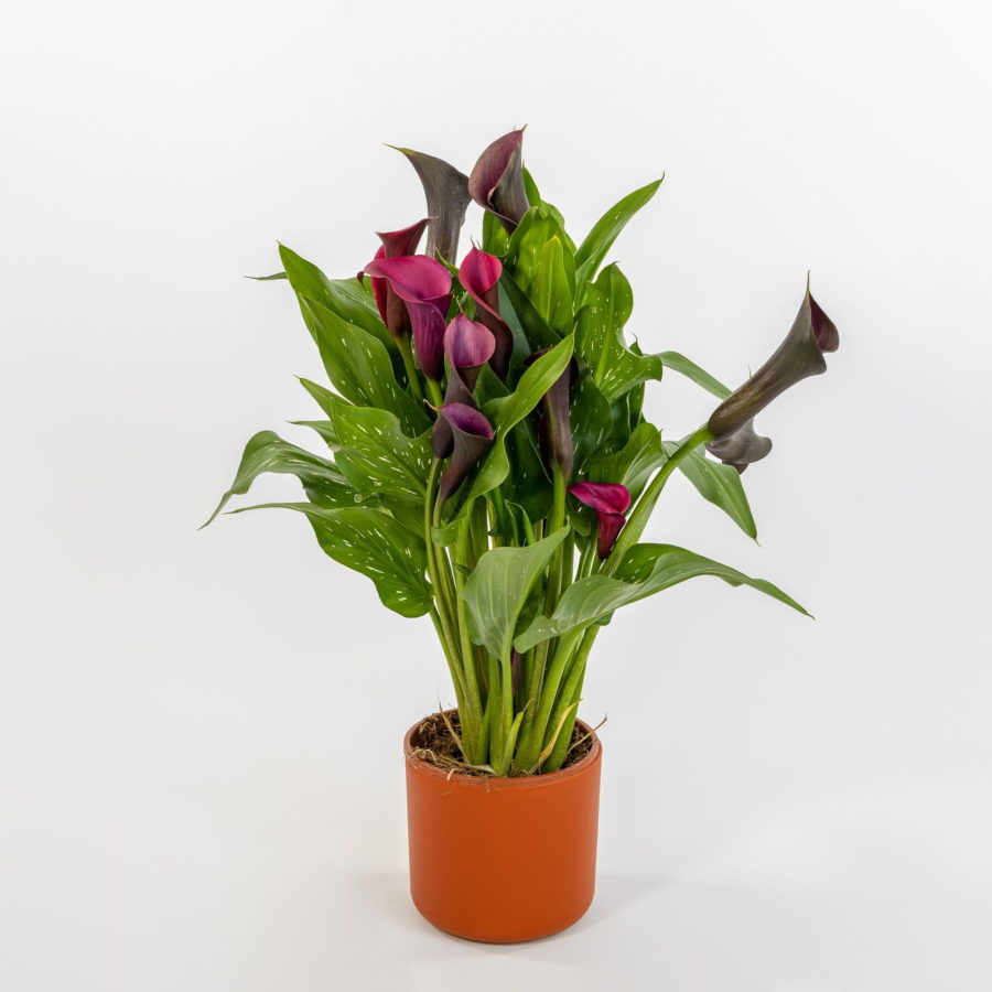 Zantedeschia Viola [Vaso 14cm] (spedizione gratuita)