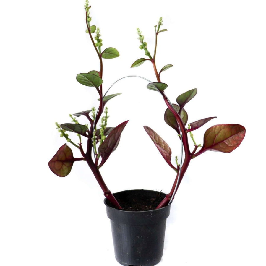 Basella alba "Rosebud" [Vaso 15cm]